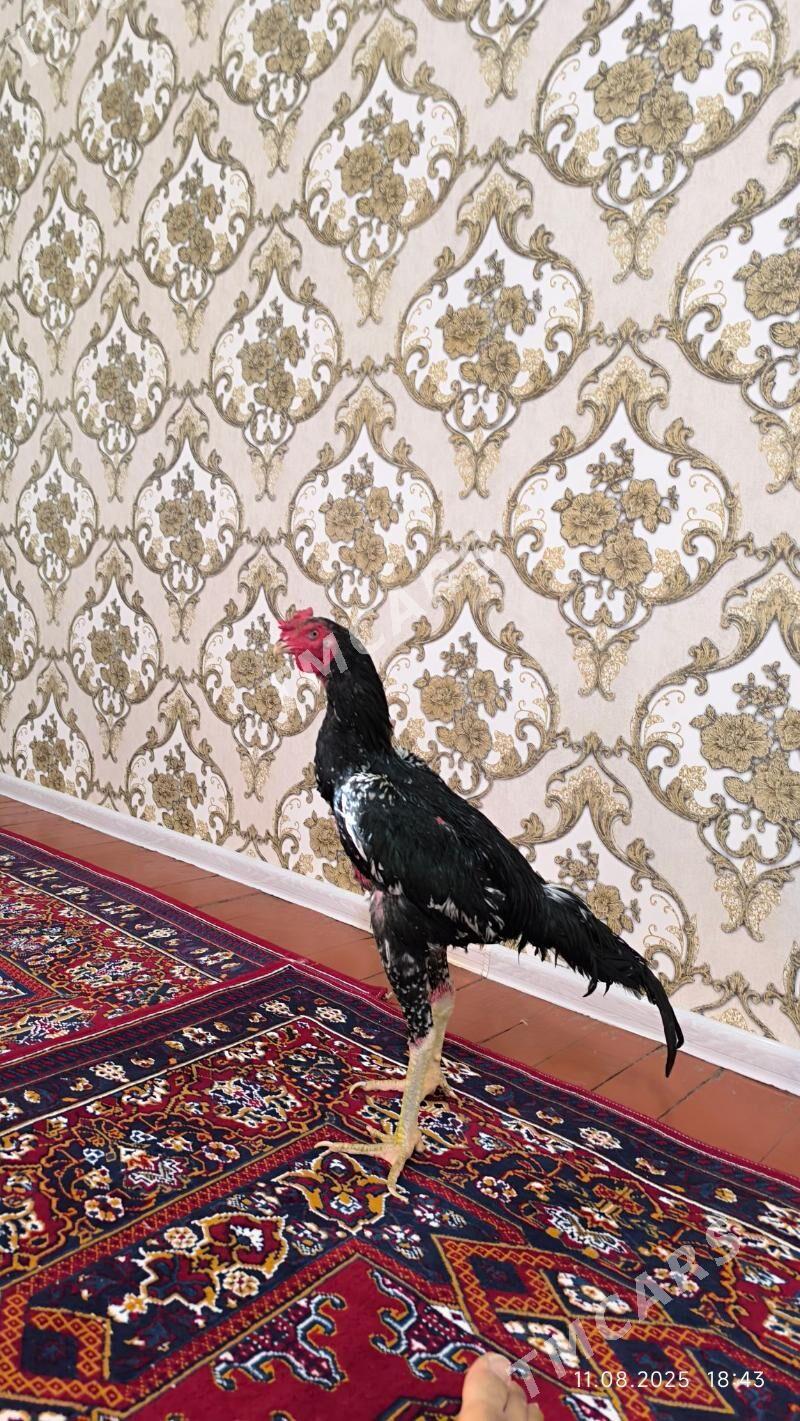 horaz - Şabat etr. - img 2