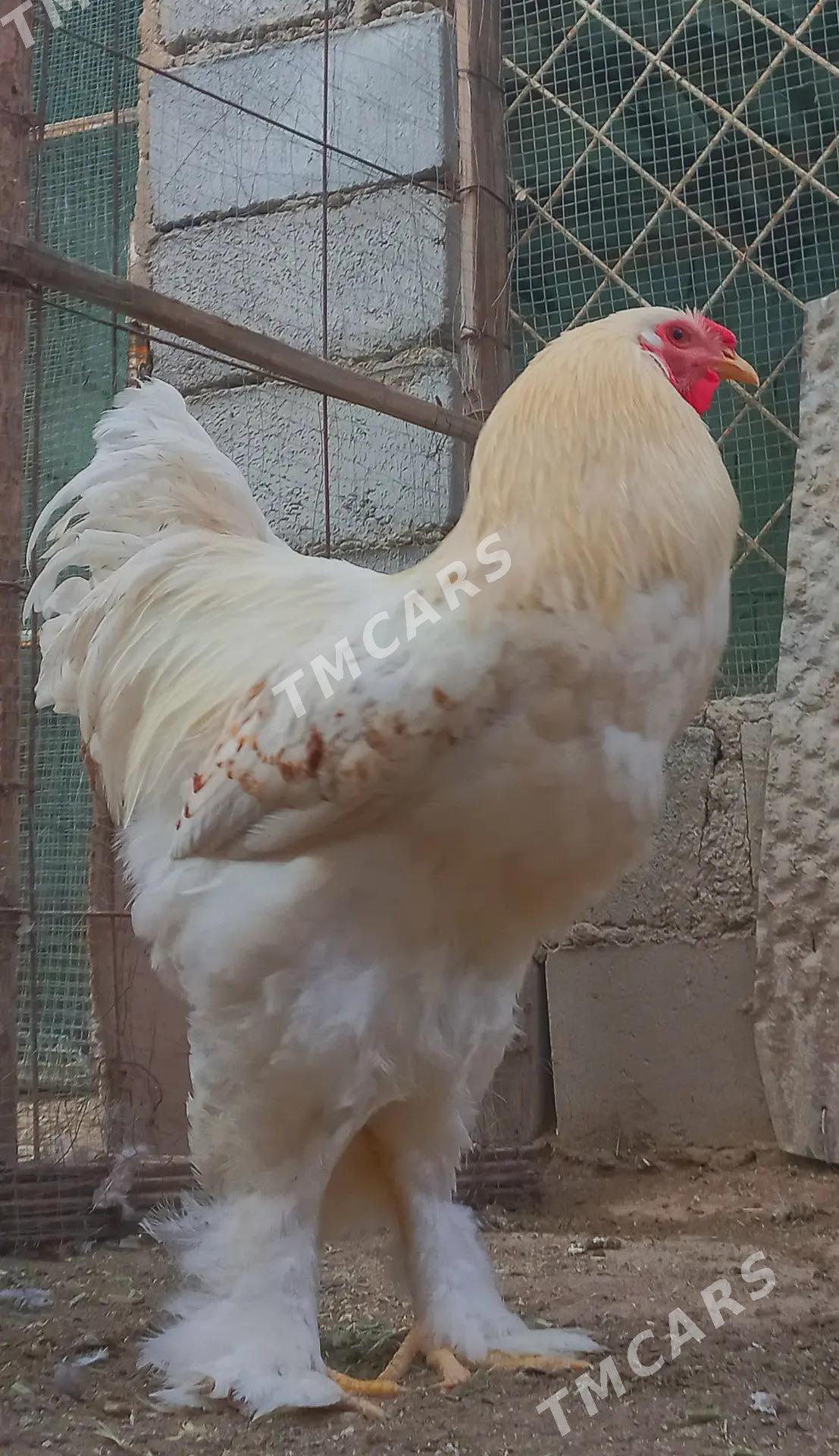 Brama Horaz - Balkanabat - img 2