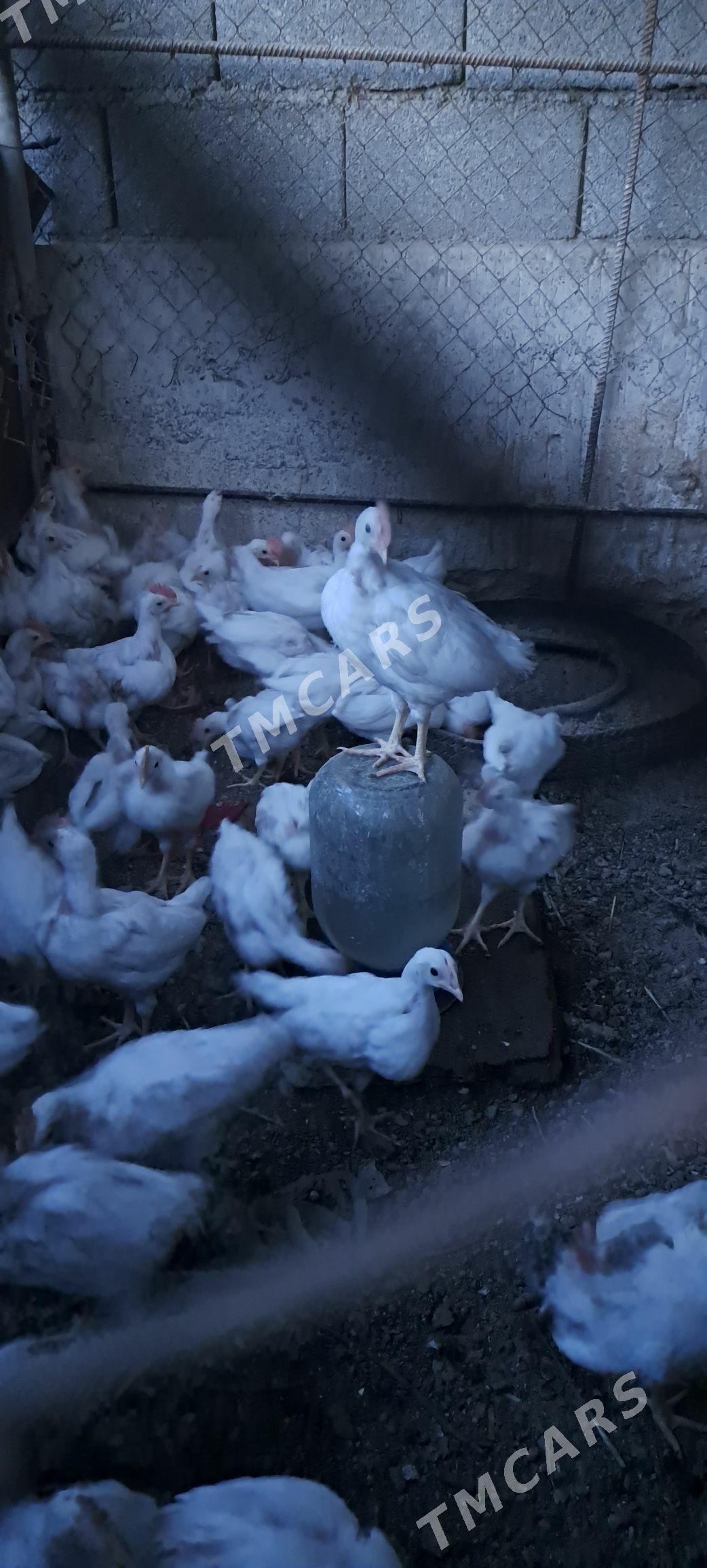 Juyje satlyk - Гёкдепе - img 3