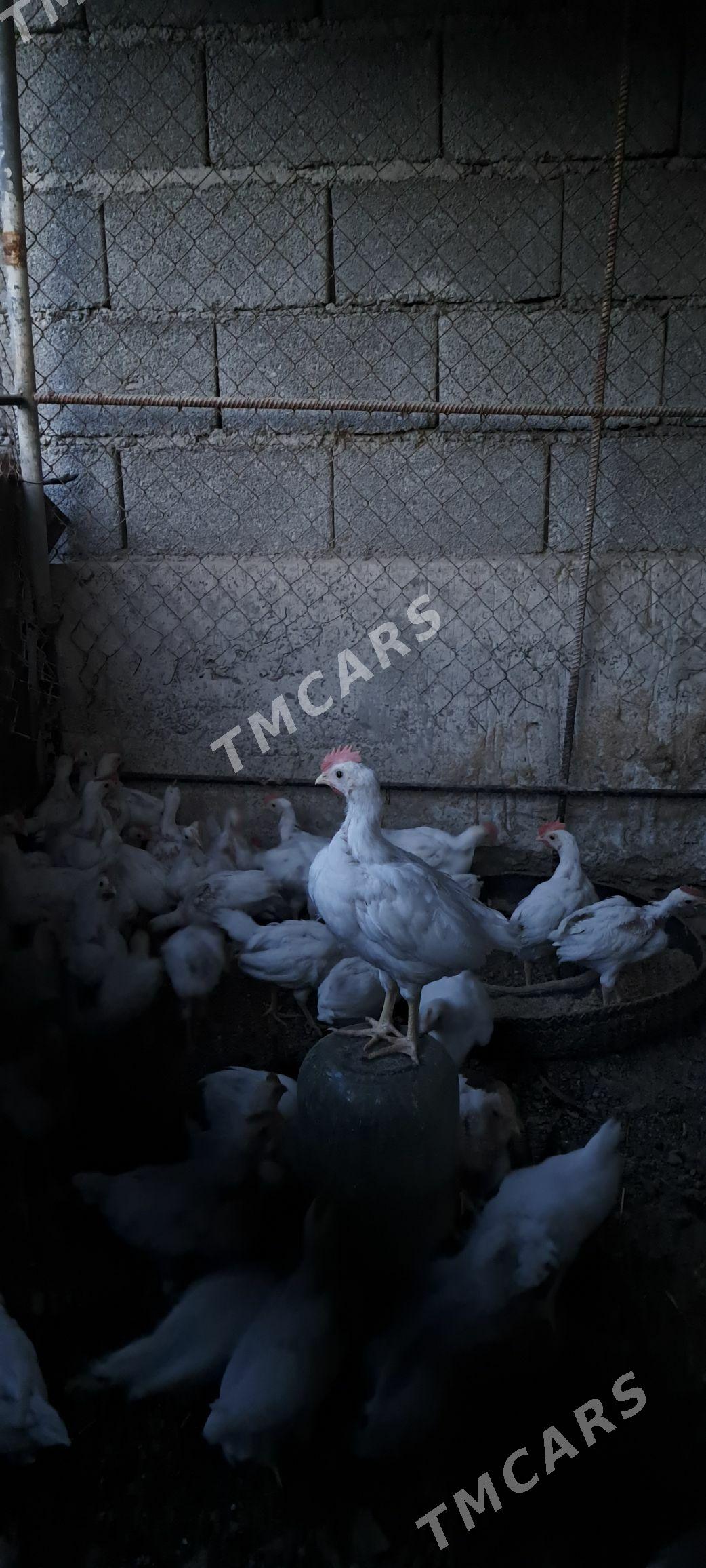 Juyje satlyk - Гёкдепе - img 2