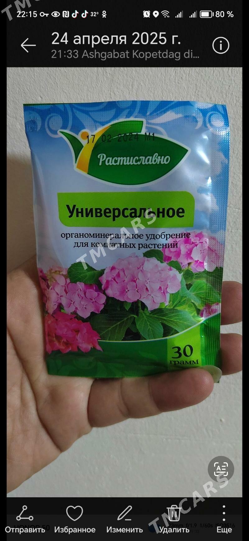 домашние цветы - Ашхабад - img 9