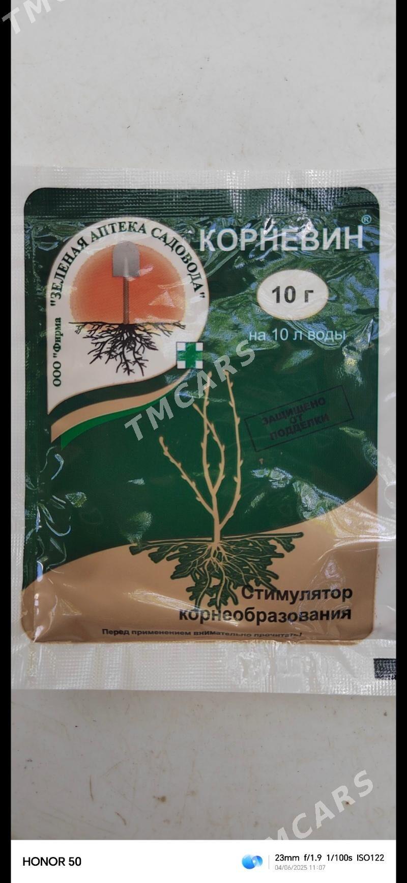 домашние цветы - Ашхабад - img 6