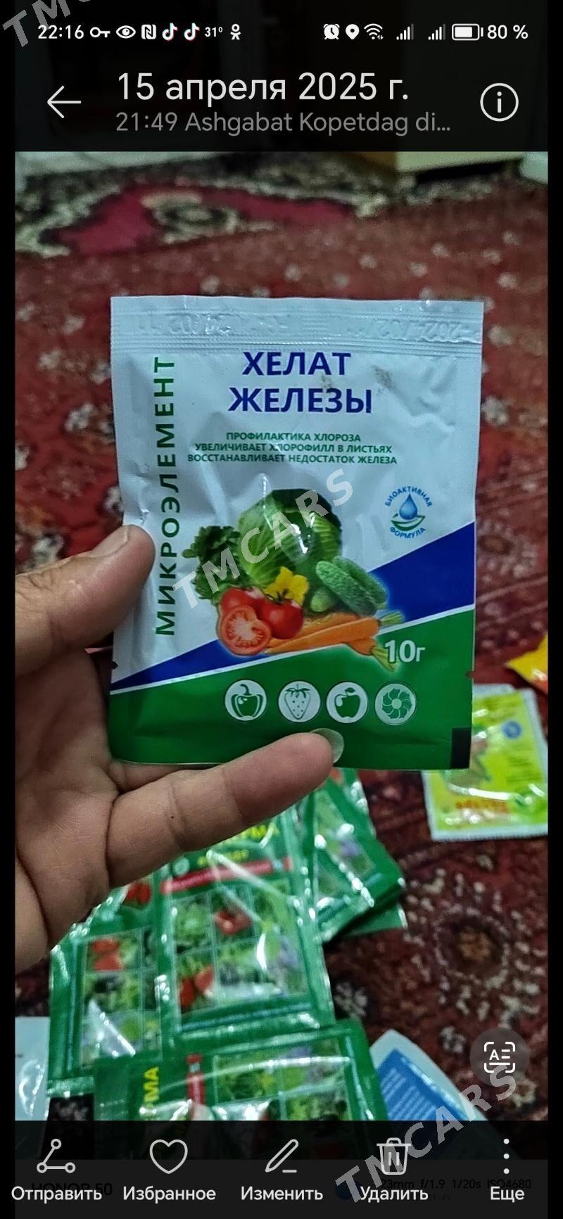 домашние цветы - Ашхабад - img 5