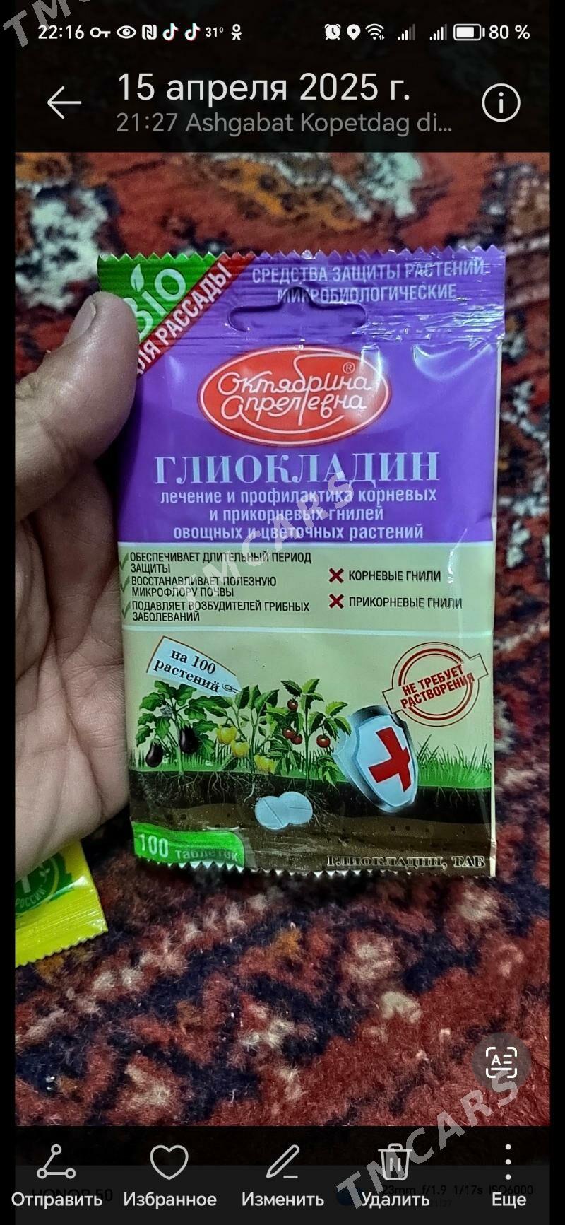 домашние цветы - Ашхабад - img 3