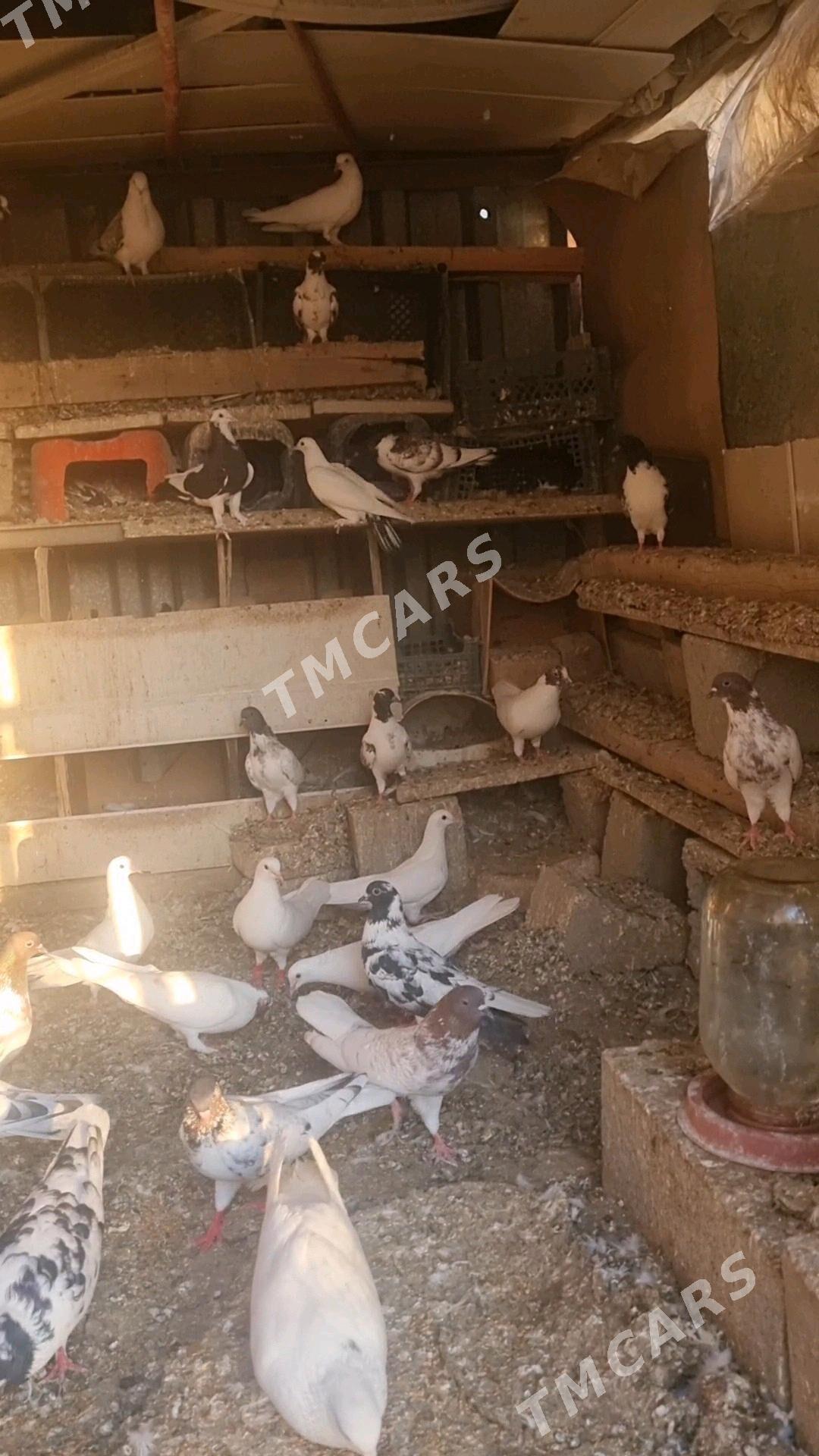 Kepderi - Aşgabat - img 3