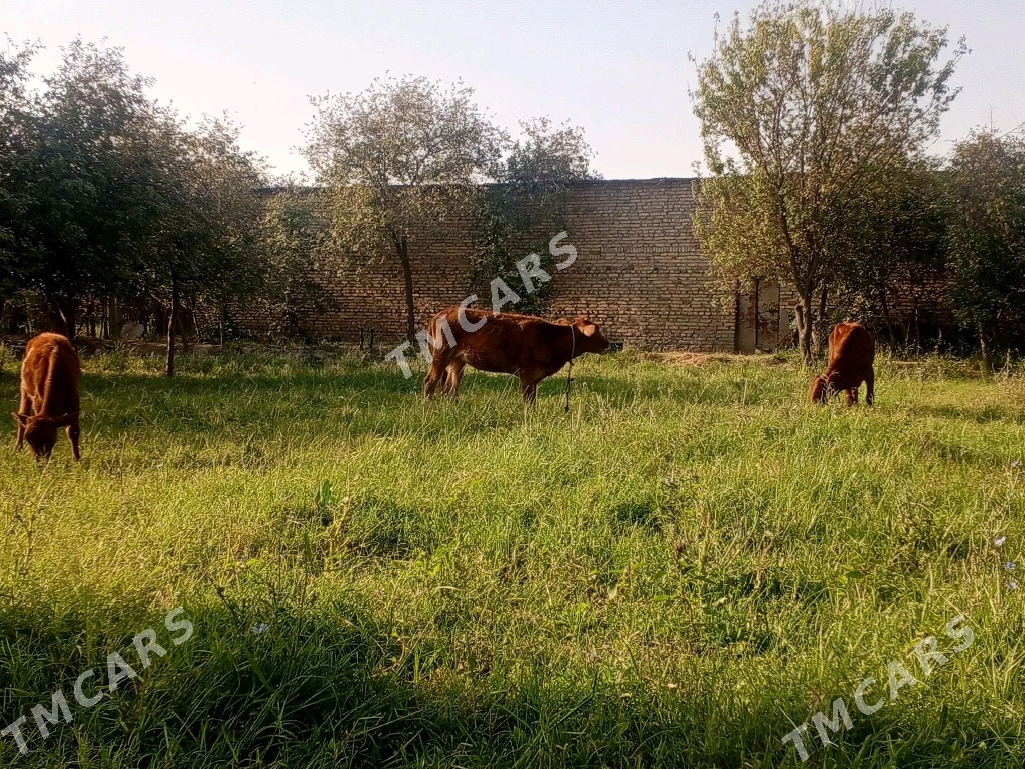 unajynlar - Çärjew - img 3