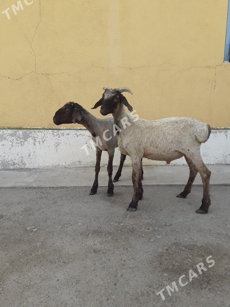 Tokli - Garadamak Şor - img 2