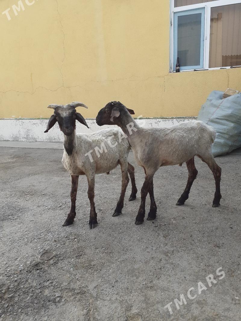 Tokli - Garadamak Şor - img 3