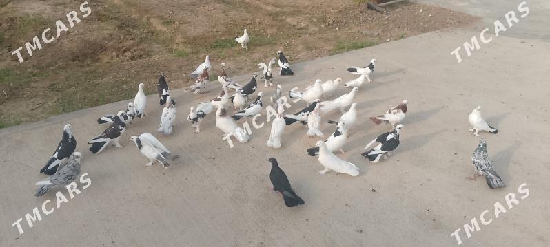 kepderi - Çoganly - img 3