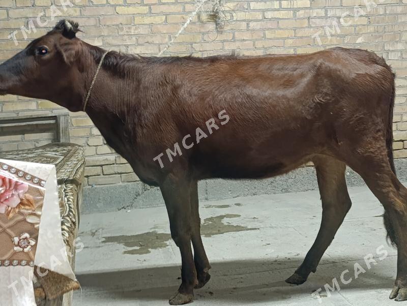 Okuz we unajyn - Türkmenabat - img 2