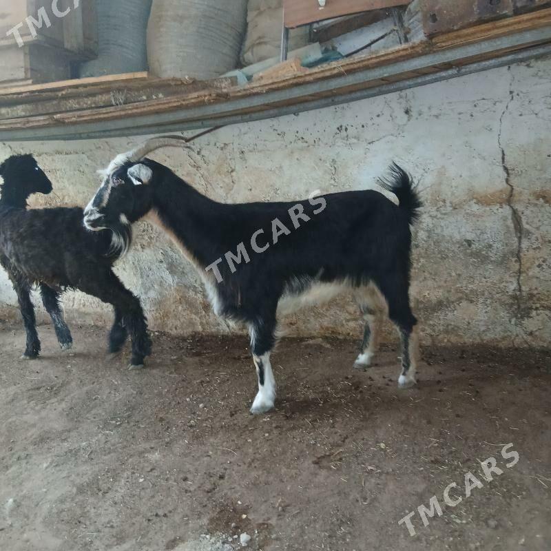 geçi - Балканабат - img 2