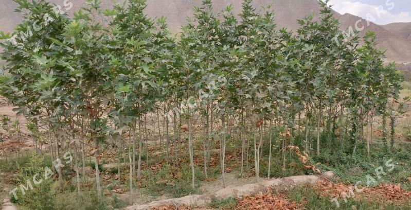 Çynar nahaly - Aşgabat - img 3