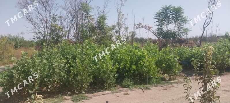 Çynar nahaly - Aşgabat - img 2