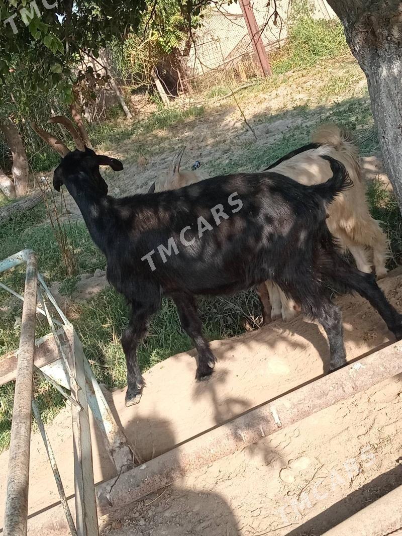 Geçi urgaçy - Чарджоу - img 2