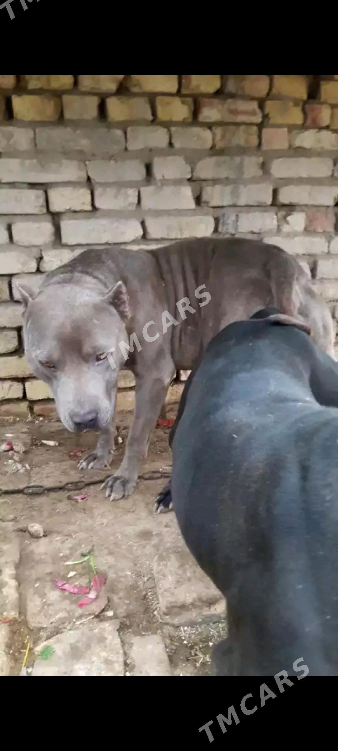 pitbul - Daşoguz - img 3
