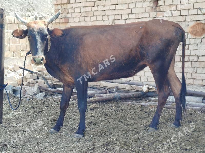 sygyr - Çoganly - img 2