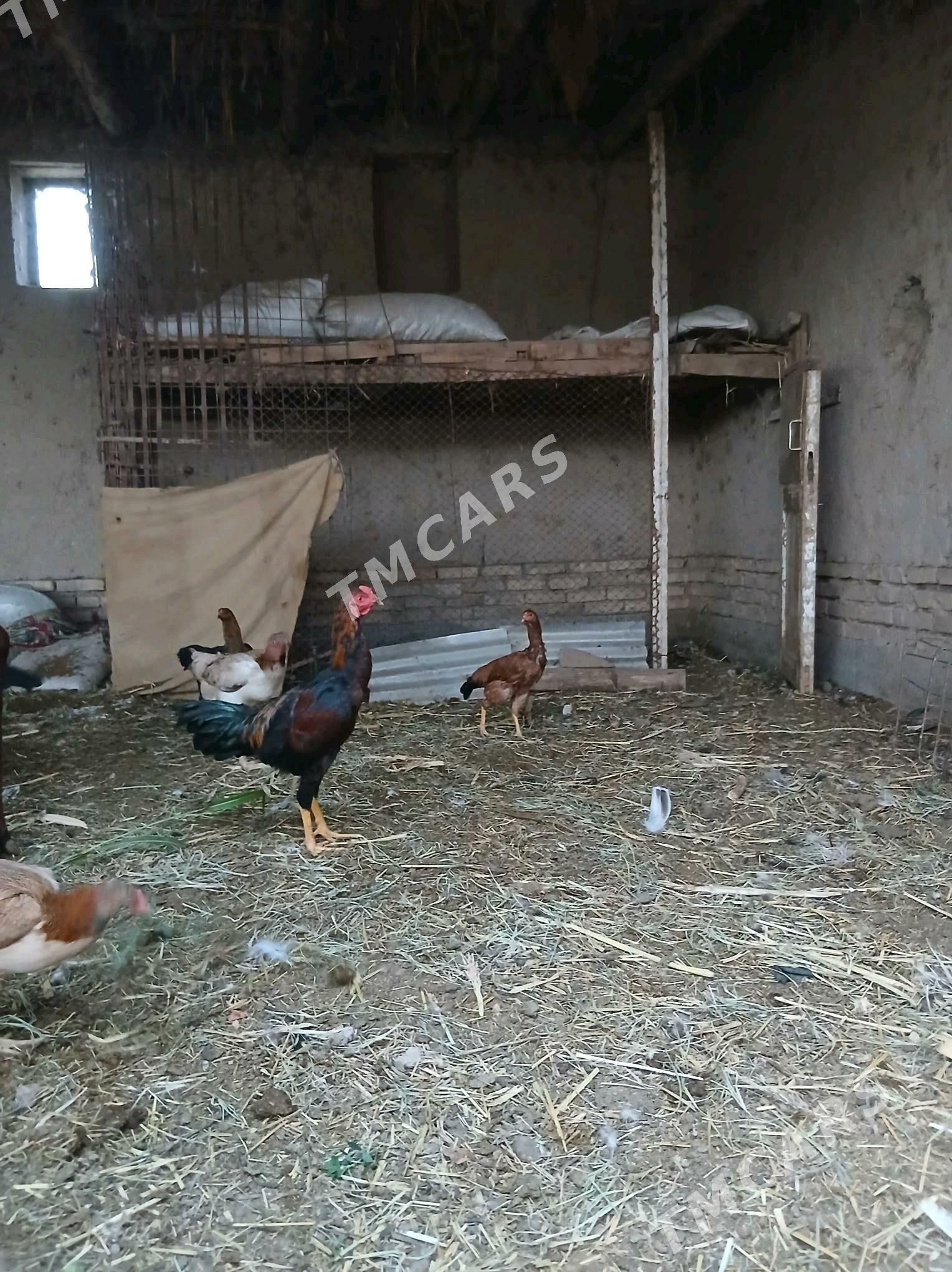 Horaz - Şabat etr. - img 2
