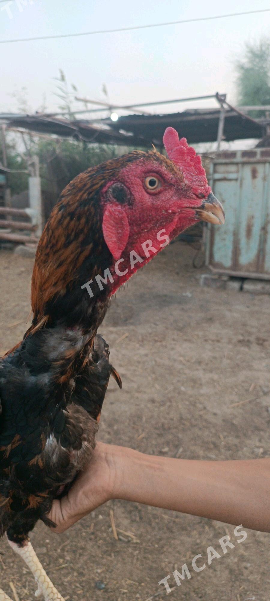 horaz baýes - Теджен - img 2