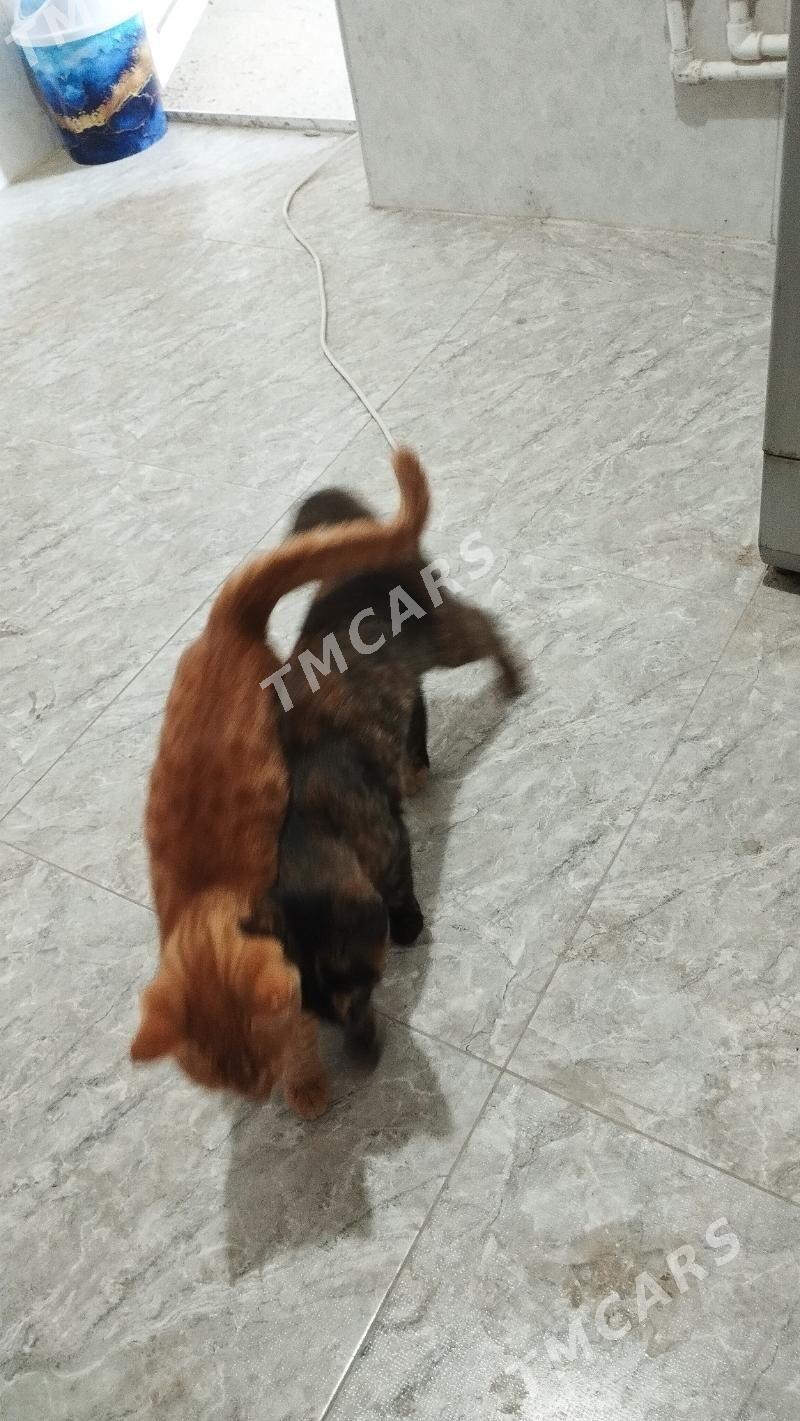 котенок pişik - Чарджоу - img 2