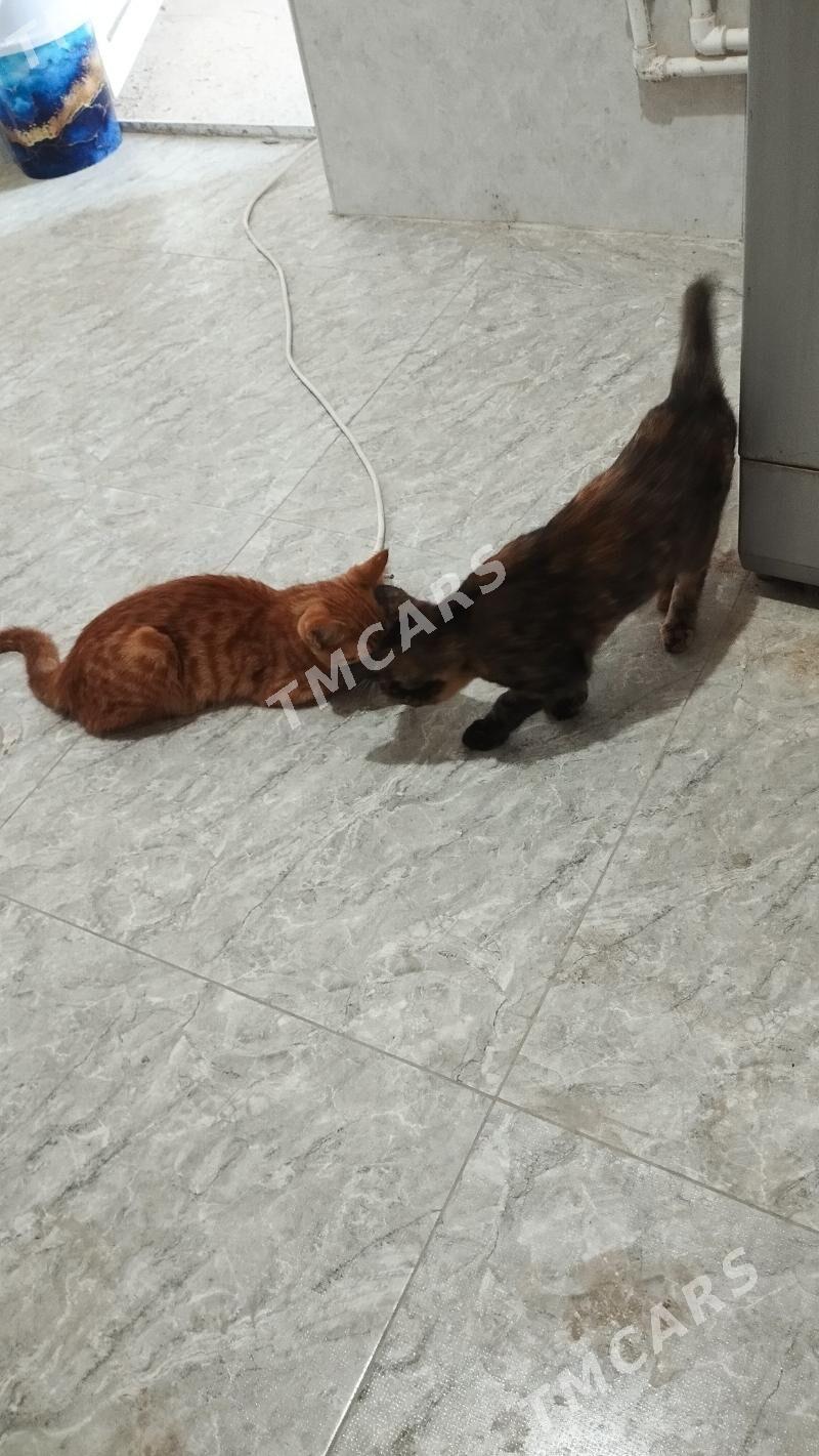 котенок pişik - Чарджоу - img 3