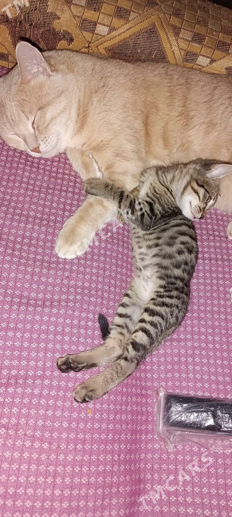 котенок - Ашхабад - img 4
