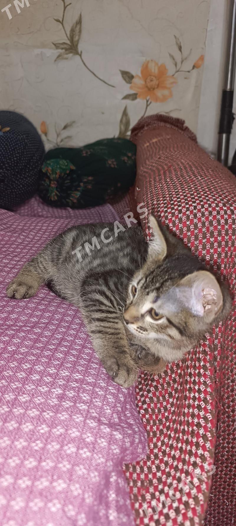 котенок - Ашхабад - img 3