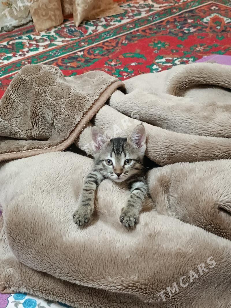 котенок - Ашхабад - img 2