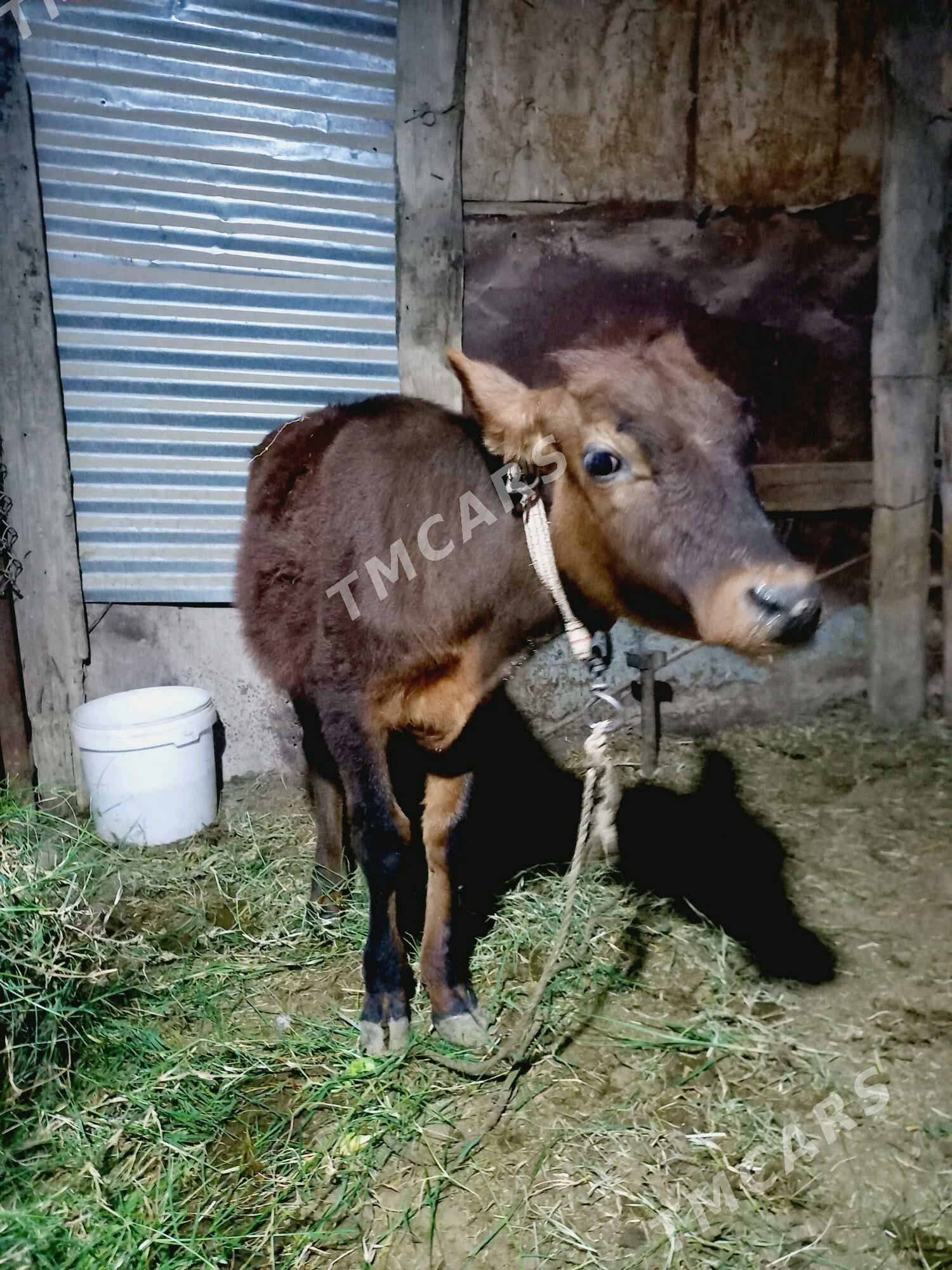 gulajyn gole - Mary - img 2