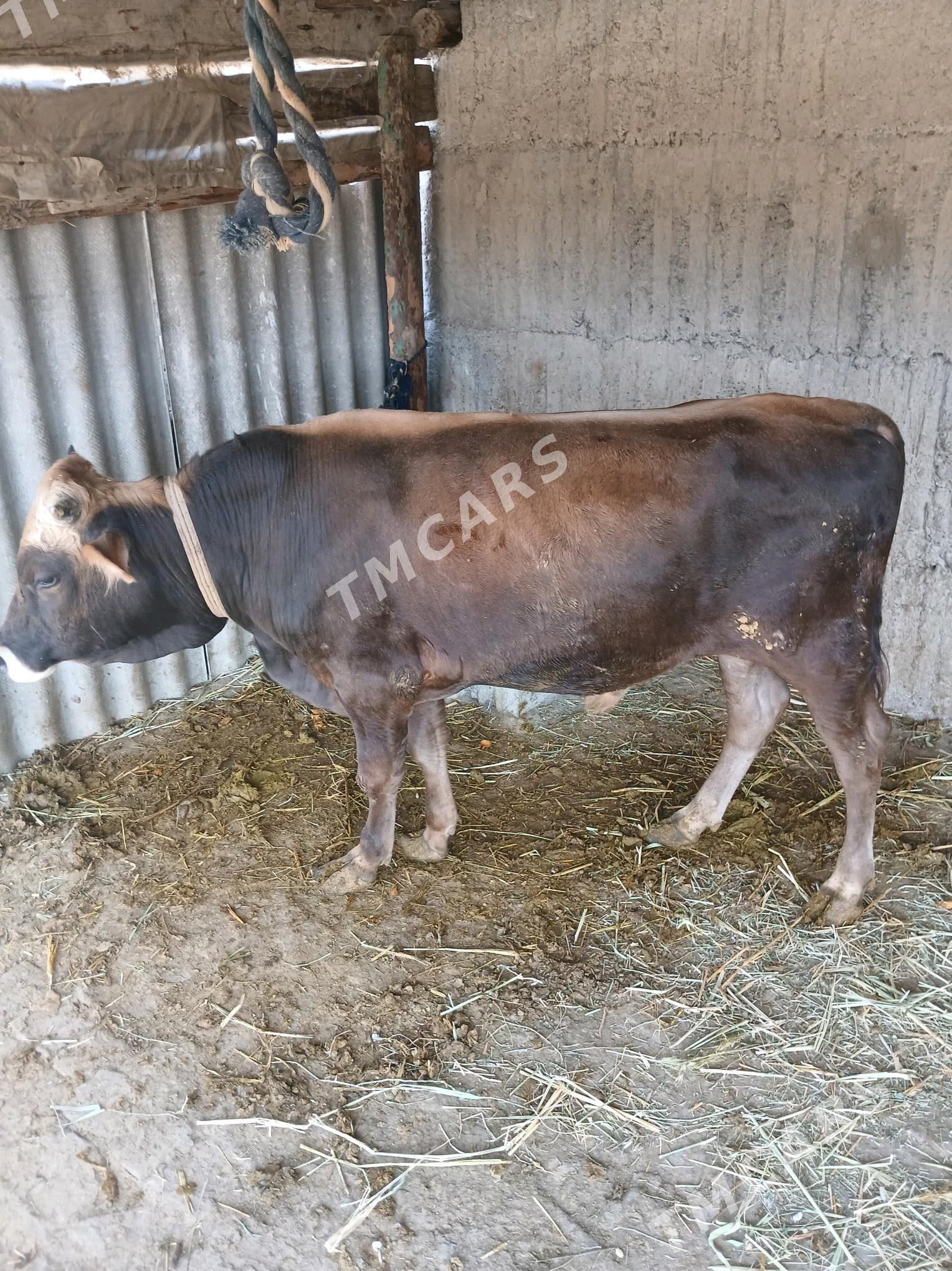Ökiz - Gökdepe - img 3
