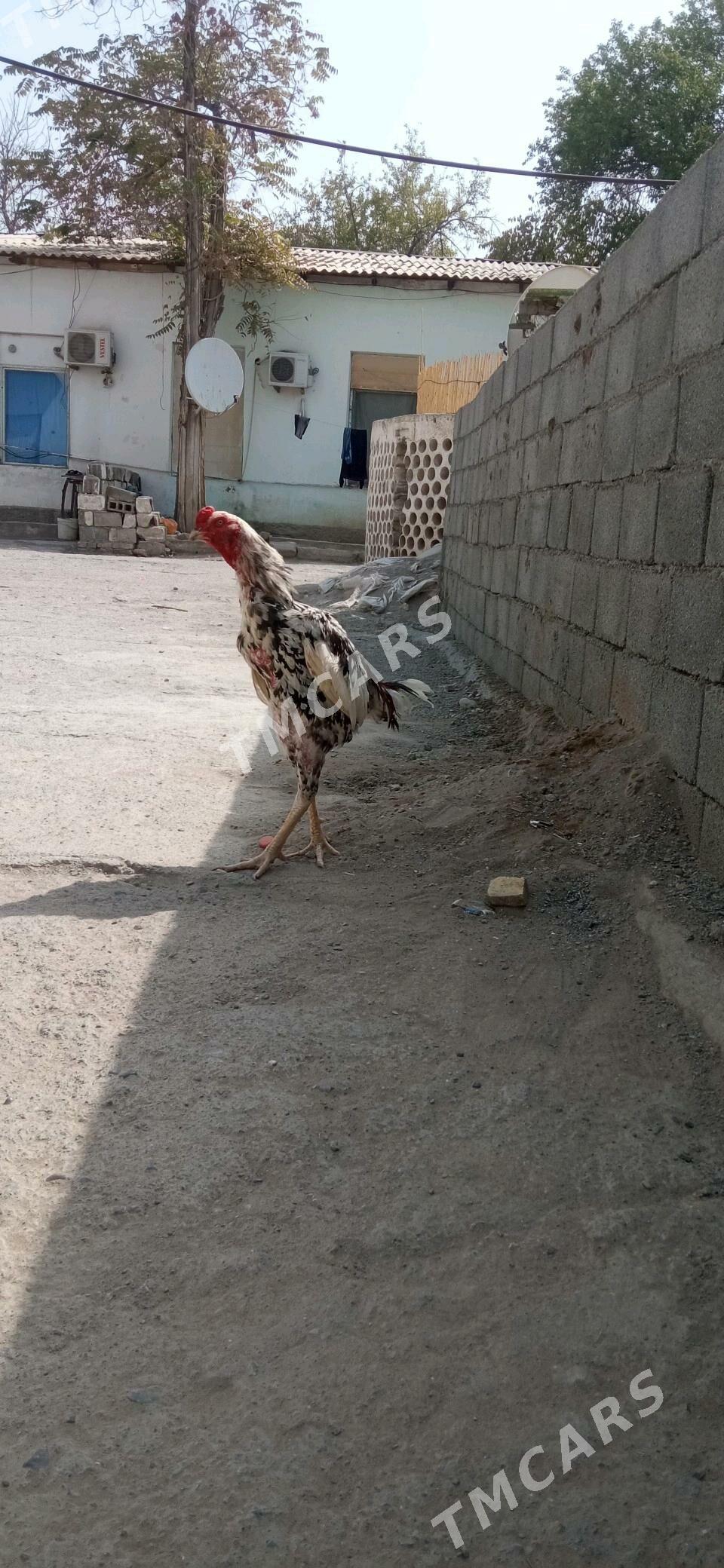taşkent horaz - Büzmeýin - img 2