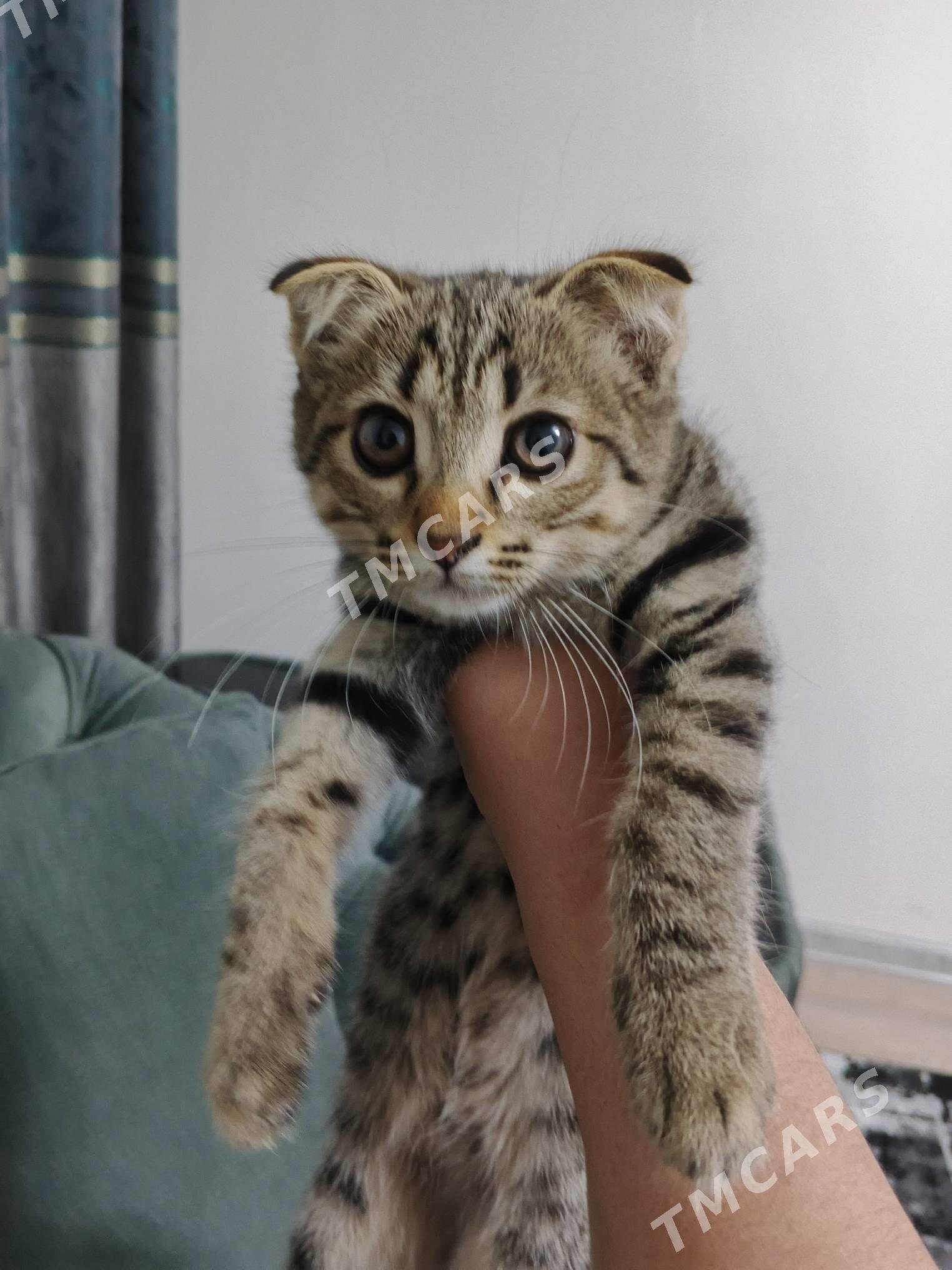 вислоухо котенок - Türkmenabat - img 2