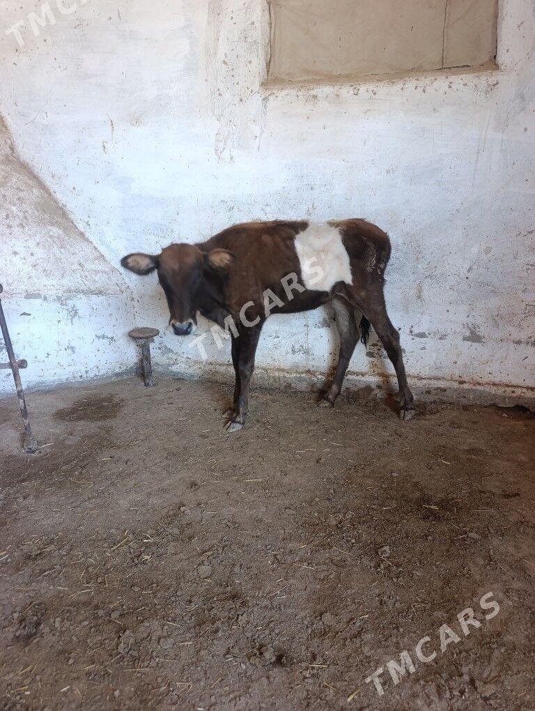 GQLELI  SYGYR - Мары - img 5