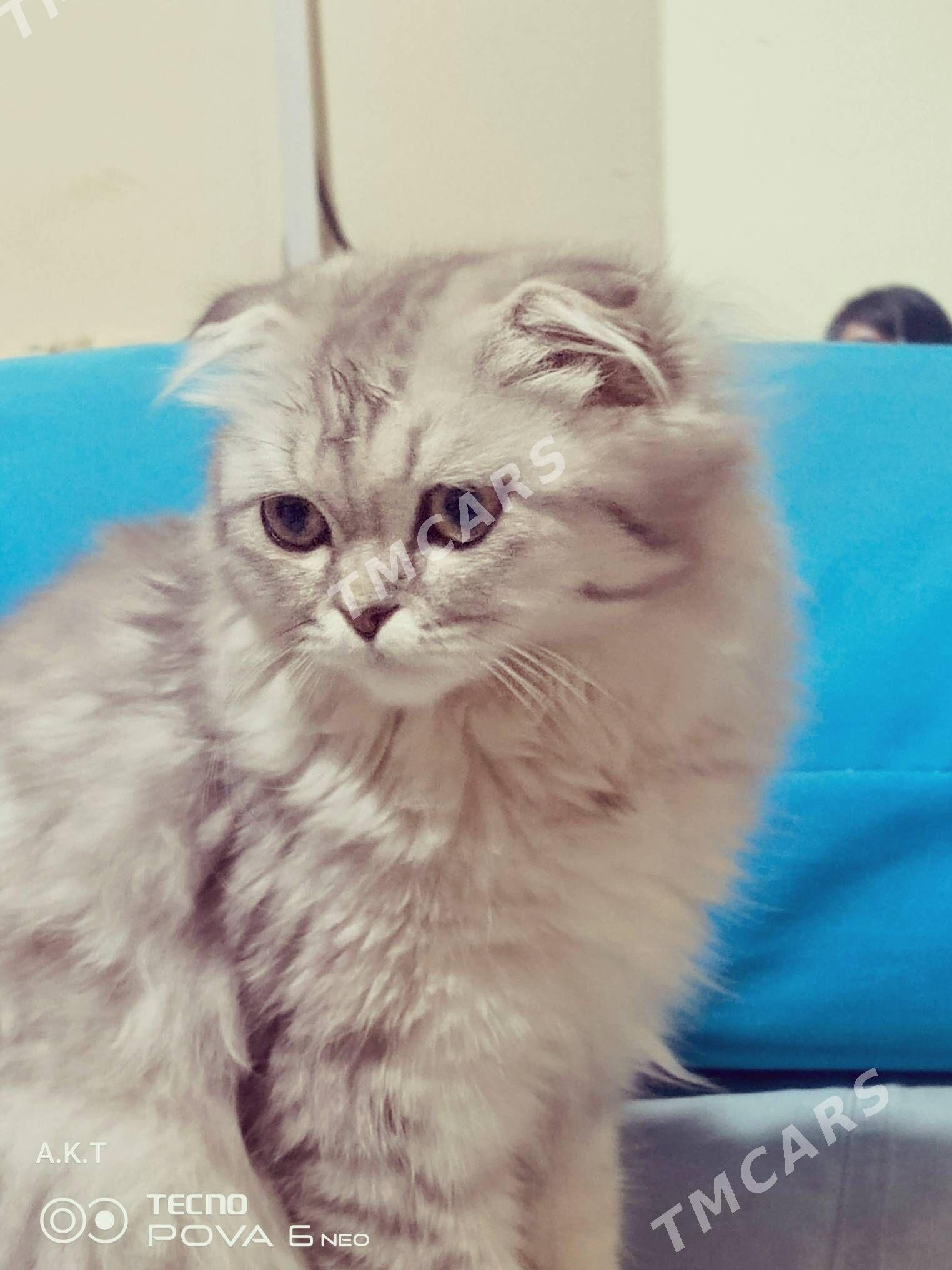 вислоухий котёнок pisik - Туркменбаши - img 2