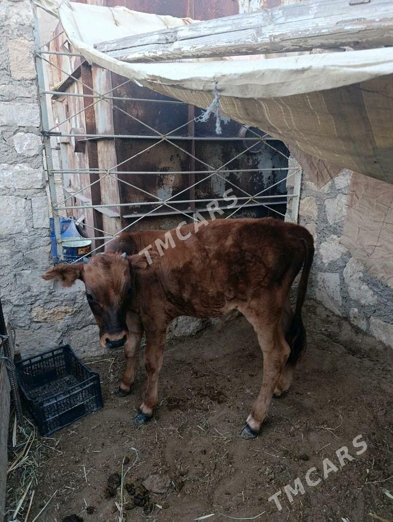 öküzçe - Balkanabat - img 2