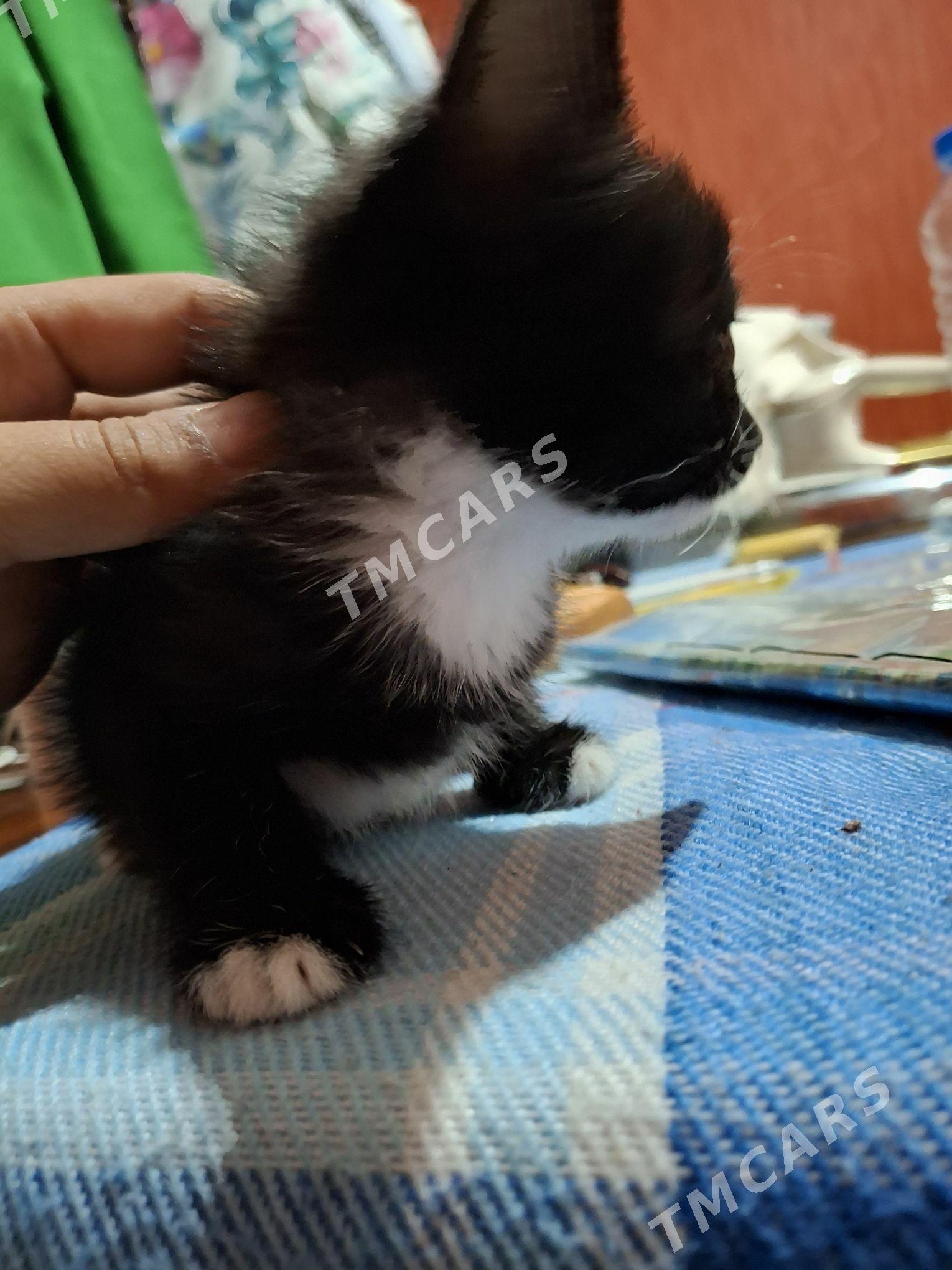 кошечка - Бузмеин - img 2