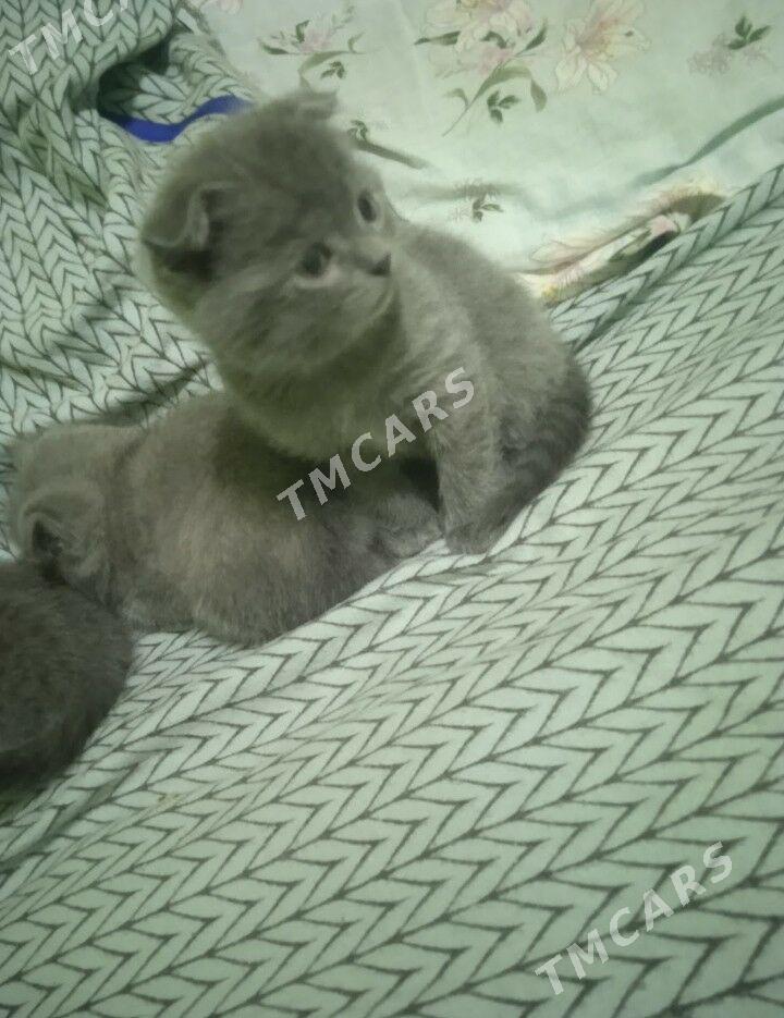 котята - Türkmenabat - img 2