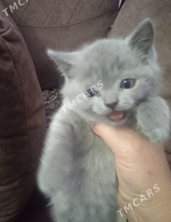 котята - Türkmenabat - img 3