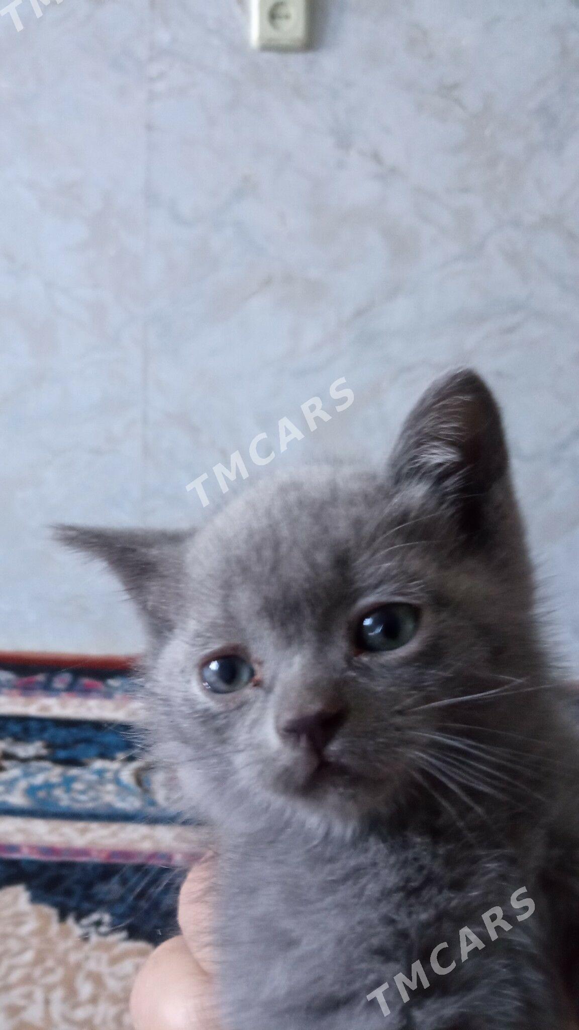 британский котенок мальчик - Туркменабат - img 3