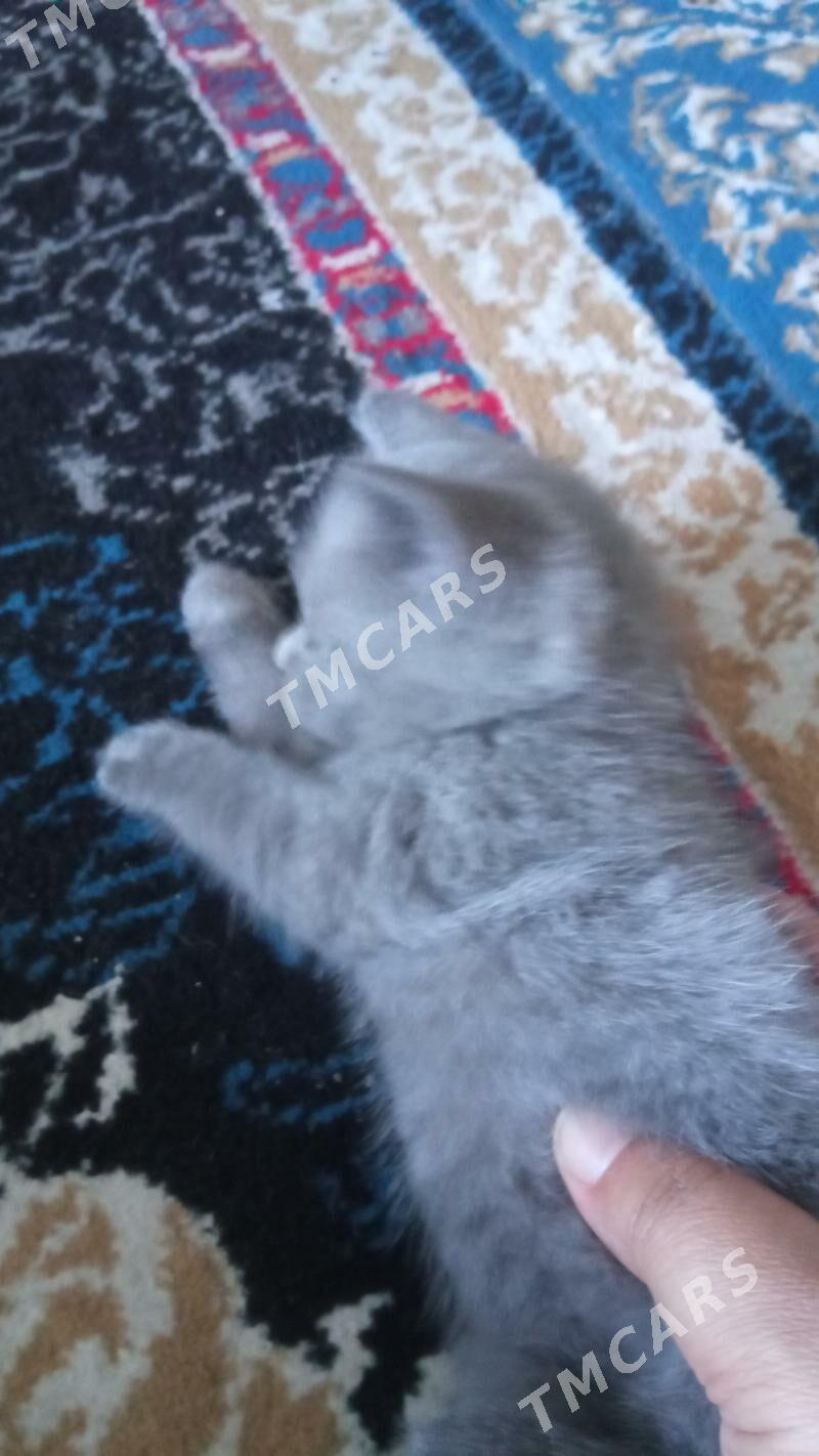 британский котенок мальчик - Туркменабат - img 4