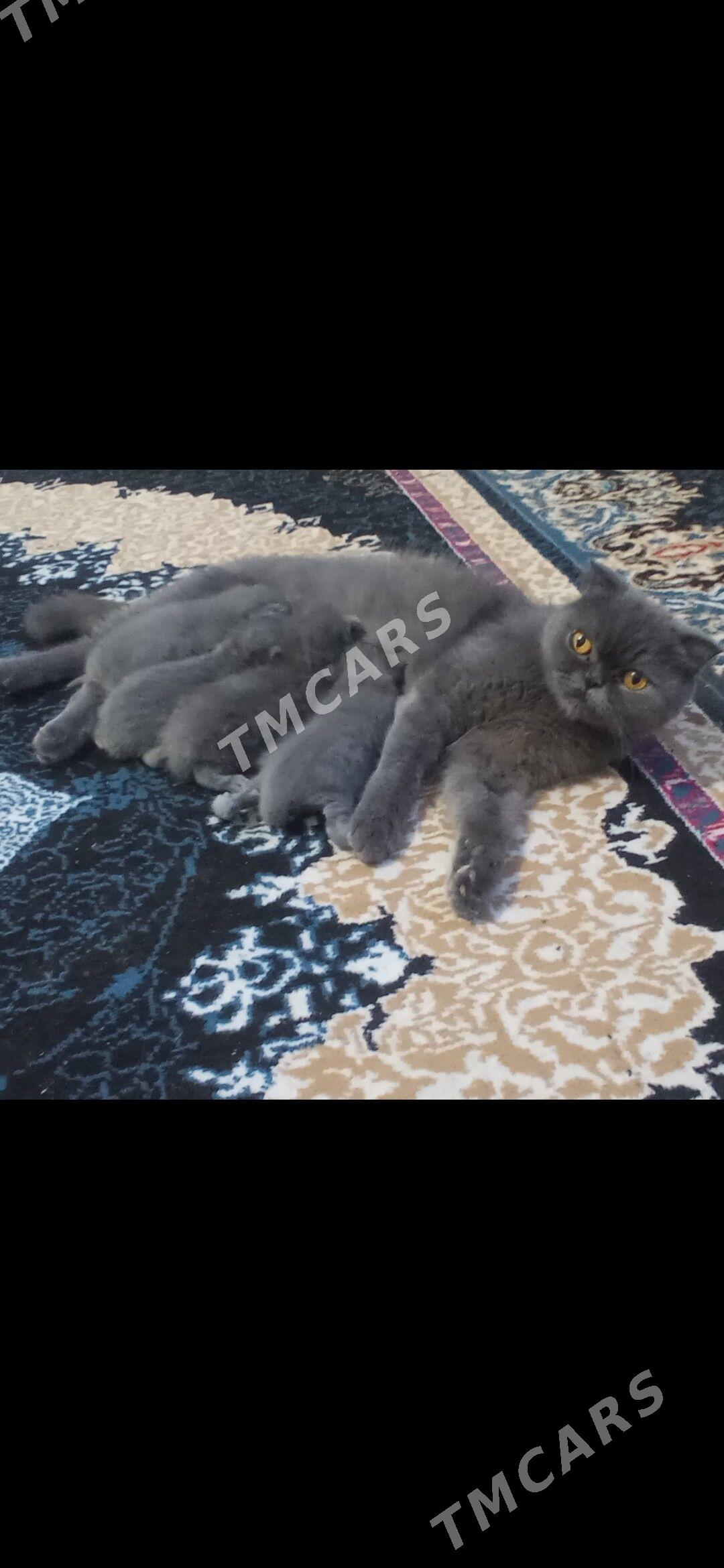 британский котенок мальчик - Туркменабат - img 2