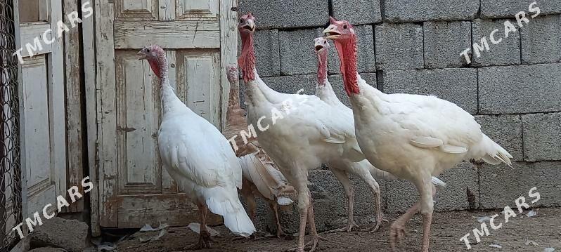 Kanadskiý gigant induk - Ашхабад - img 1