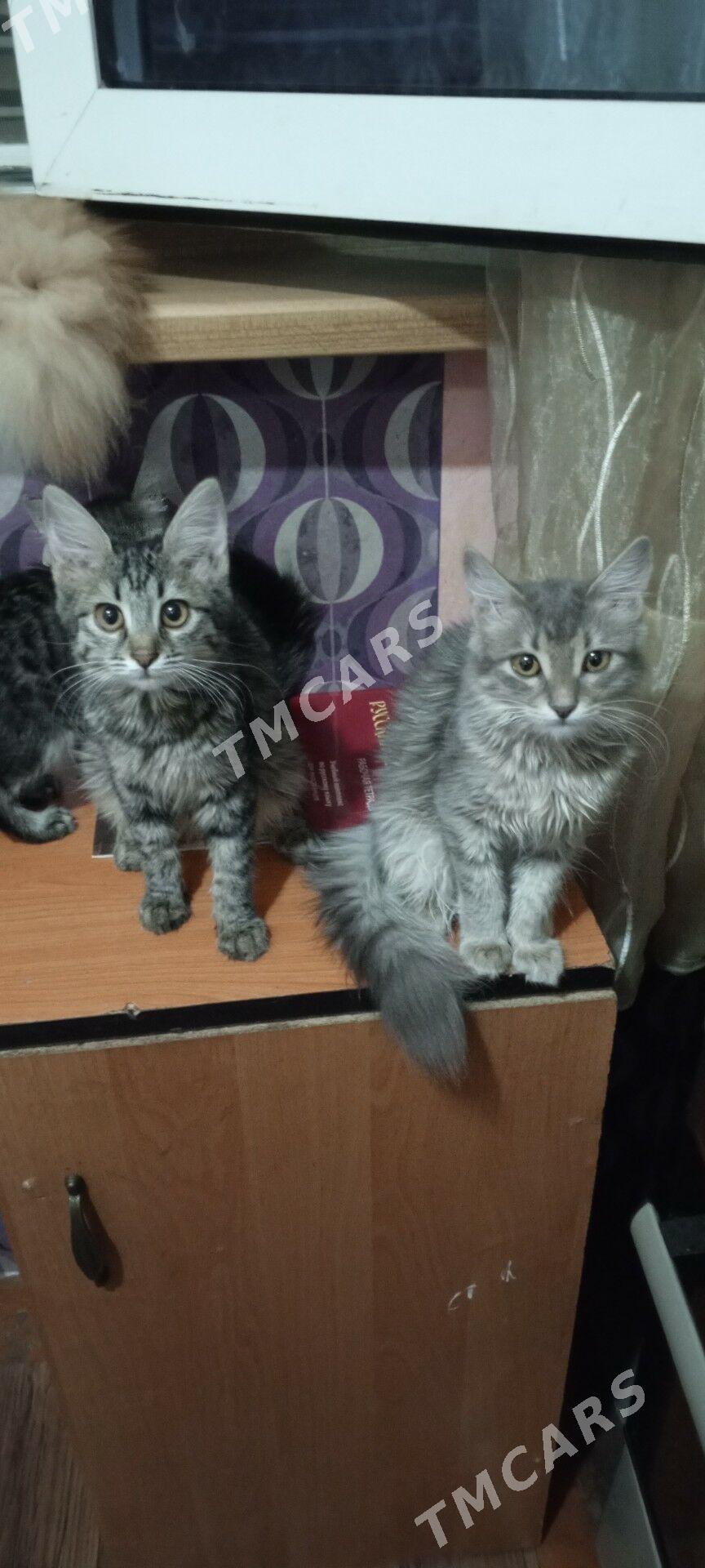 котята - Ашхабад - img 2