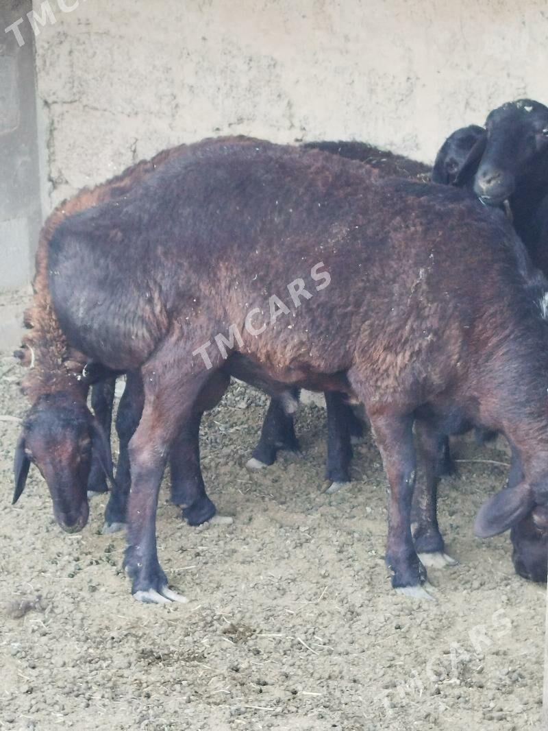 KİSAR GOÇ - Гёкдепе - img 2