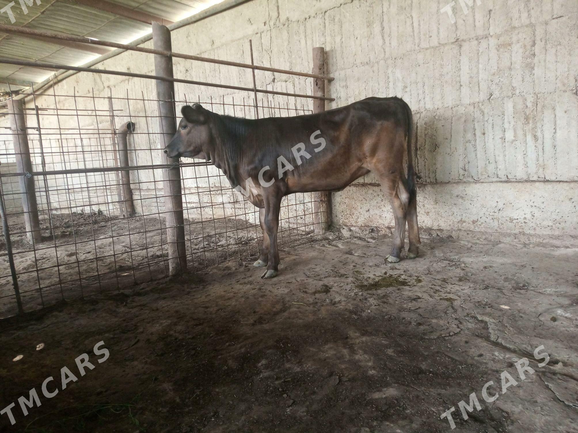 tüwe - Гёкдепе - img 2