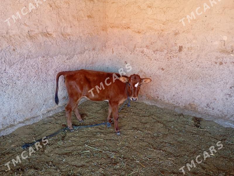 okuzçe - Mary - img 3