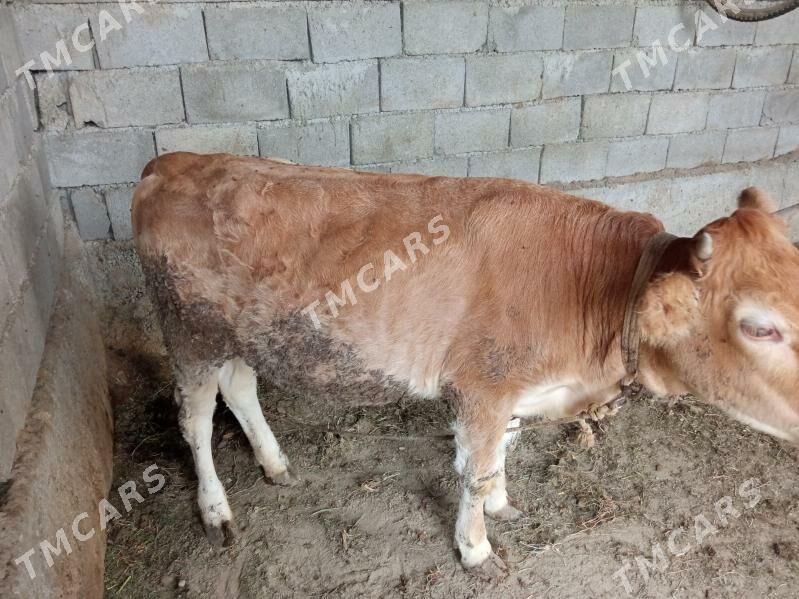 Öküz - Bagyr - img 3