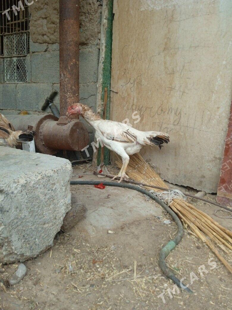 Taşkent maki - Garadamak - img 2