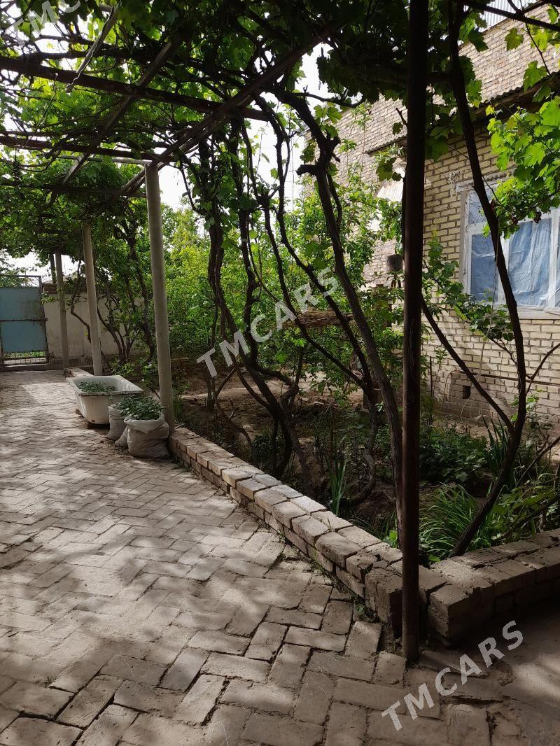 satlyk jay - Kerki - img 2