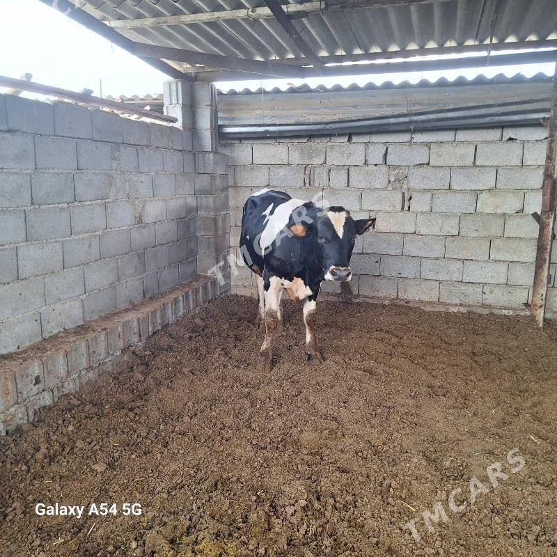 Gbrit Òkuz - Гёкдепе - img 5