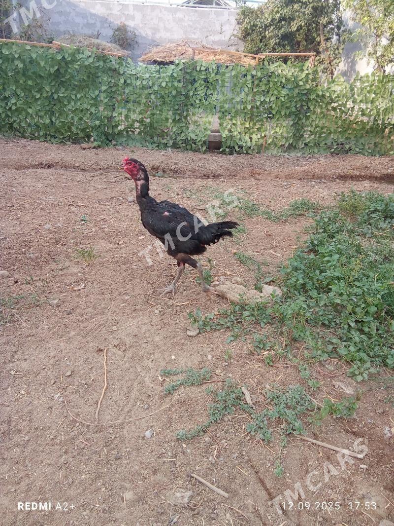 TAŞKENT MÄKi - Гёкдже - img 2